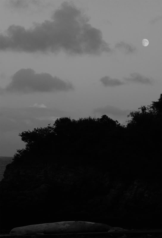 IMAGE: http://img.photobucket.com/albums/v258/Ryan04/Whale/16.jpg