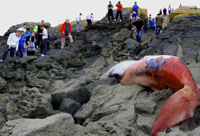 IMAGE: http://img.photobucket.com/albums/v258/Ryan04/Whale/2.jpg