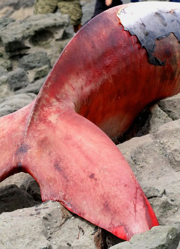 IMAGE: http://img.photobucket.com/albums/v258/Ryan04/Whale/3.jpg