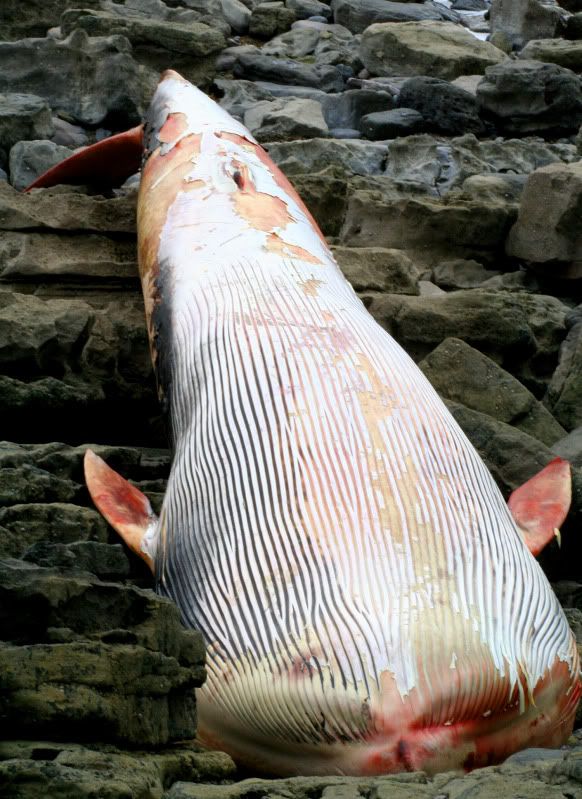 IMAGE: http://img.photobucket.com/albums/v258/Ryan04/Whale/5.jpg