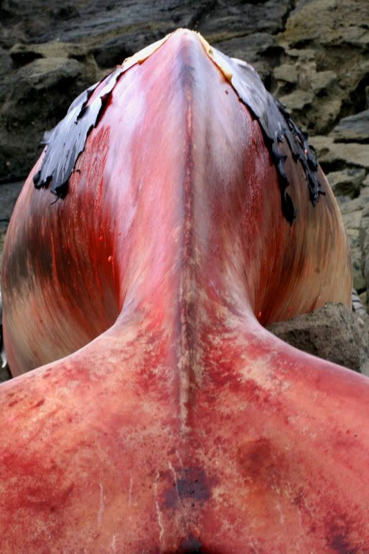 IMAGE: http://img.photobucket.com/albums/v258/Ryan04/Whale/7.jpg