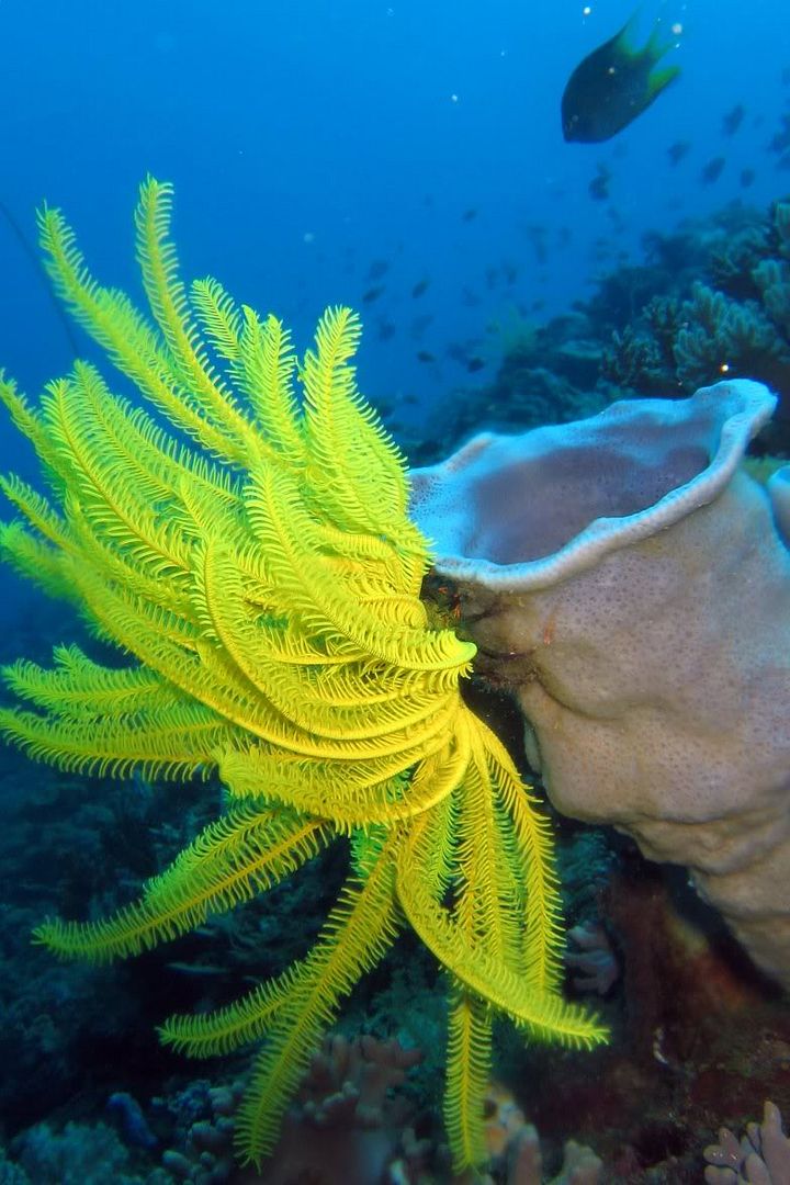 IMAGE: http://img.photobucket.com/albums/v258/Snoopy88/Dive-Ambon-Indonesia-Apr06/AmbonApr06-A-11.jpg