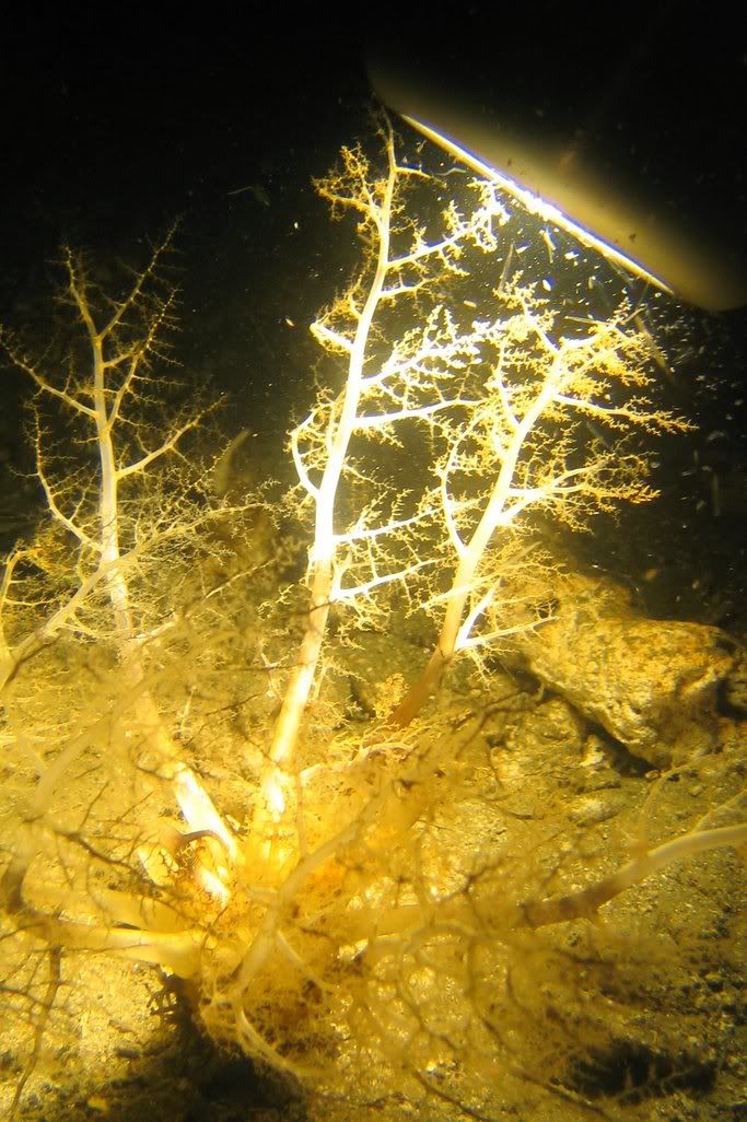 IMAGE: http://img.photobucket.com/albums/v258/Snoopy88/Dive-Ambon-Indonesia-Apr06/AmbonApr06-A-116.jpg