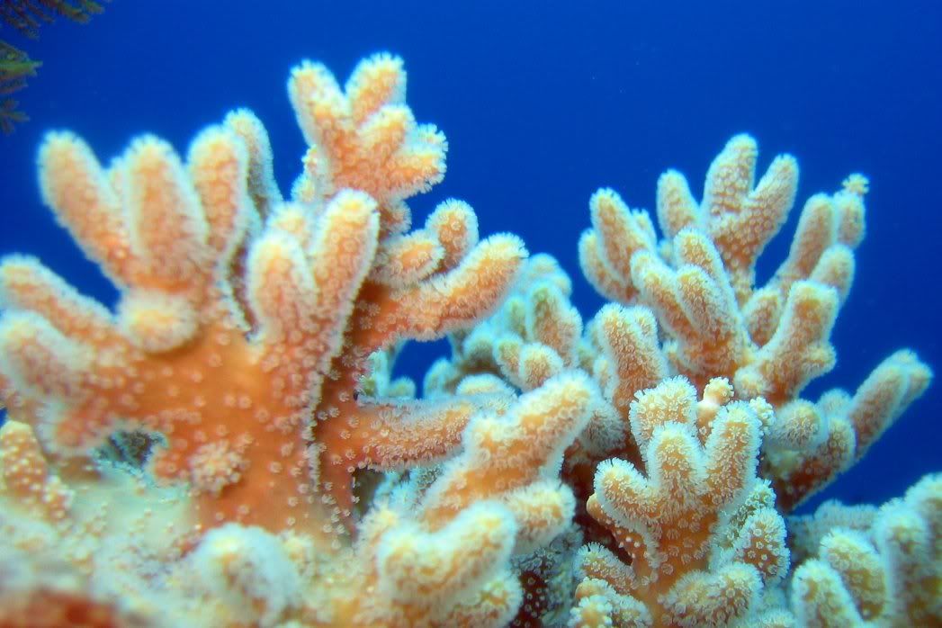 IMAGE: http://img.photobucket.com/albums/v258/Snoopy88/Dive-Ambon-Indonesia-Apr06/AmbonApr06-A-16.jpg