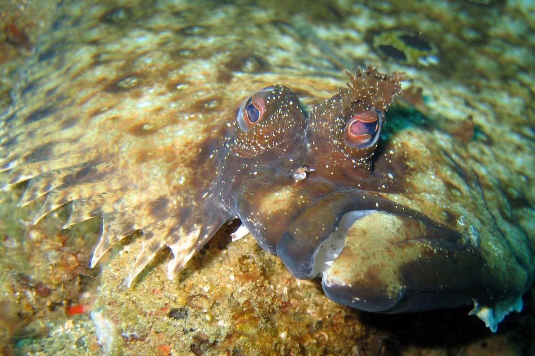 IMAGE: http://img.photobucket.com/albums/v258/Snoopy88/Dive-Ambon-Indonesia-Apr06/AmbonApr06-A-36.jpg