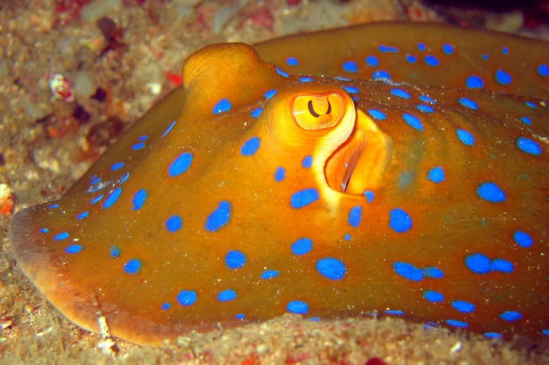 IMAGE: http://img.photobucket.com/albums/v258/Snoopy88/Dive-Ambon-Indonesia-Apr06/AmbonApr06-A-98.jpg