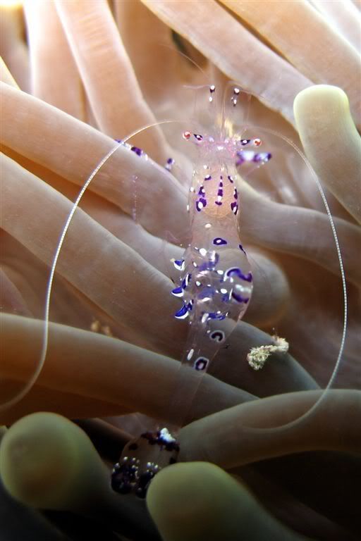 IMAGE: http://img.photobucket.com/albums/v258/Snoopy88/Dive-Komodo-Indonesia-Nov06/KomodoOct06-348.jpg