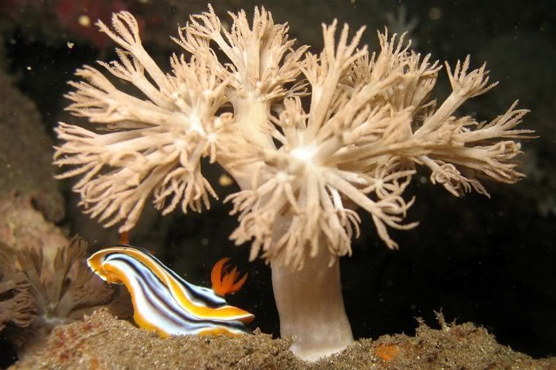 IMAGE: http://img.photobucket.com/albums/v258/Snoopy88/Dive-Komodo-Indonesia-Nov06/KomodoOct06-687.jpg