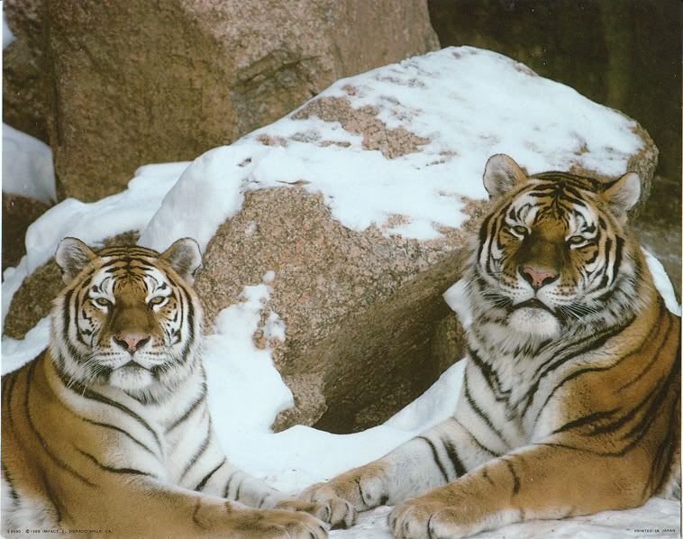 http://img.photobucket.com/albums/v258/TheTigress/malefemaletigers.jpg