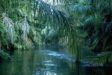 RiverJungle.jpg