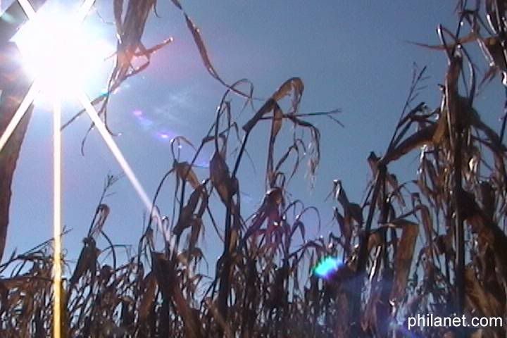 corn_fields.jpg