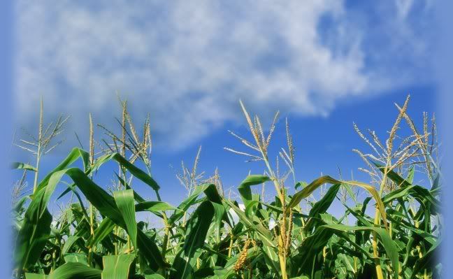 cornfields.jpg