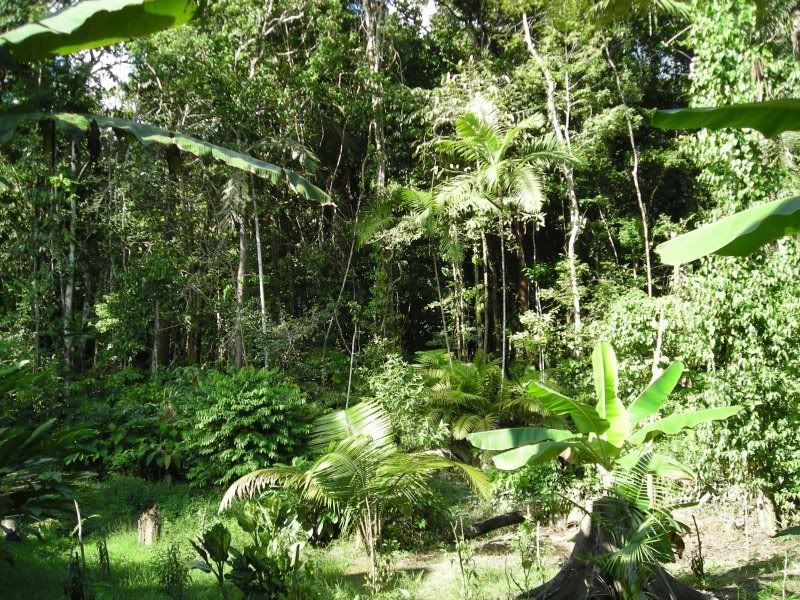 surrounding-jungle_1_800x600.jpg