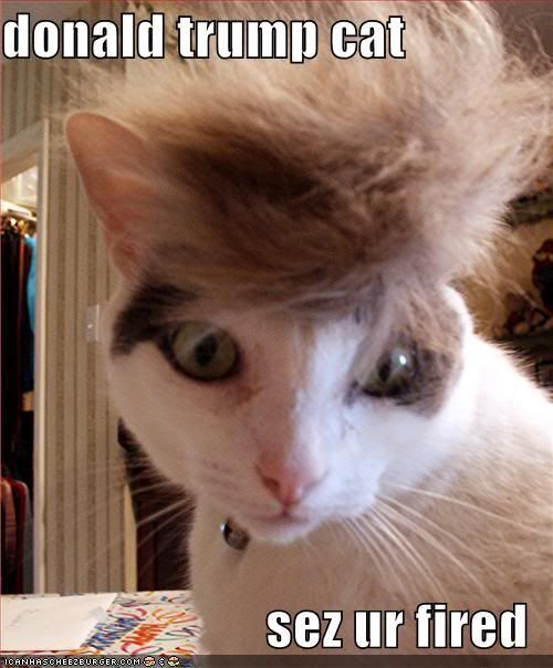 donaldtrumpcat128594448582820958.jpg