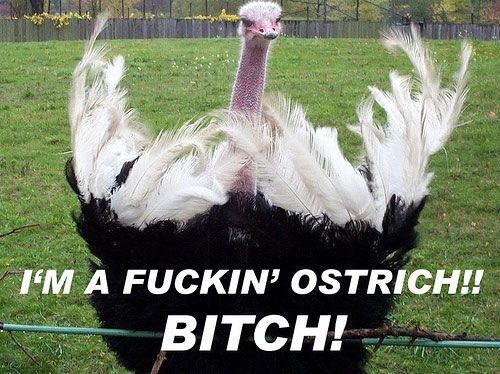 funny-angry-ostrich-feathers_zpsdcb54a97.jpg