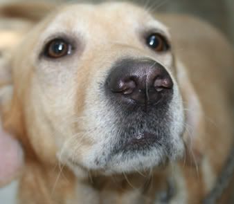 Our cute labrador retriever.