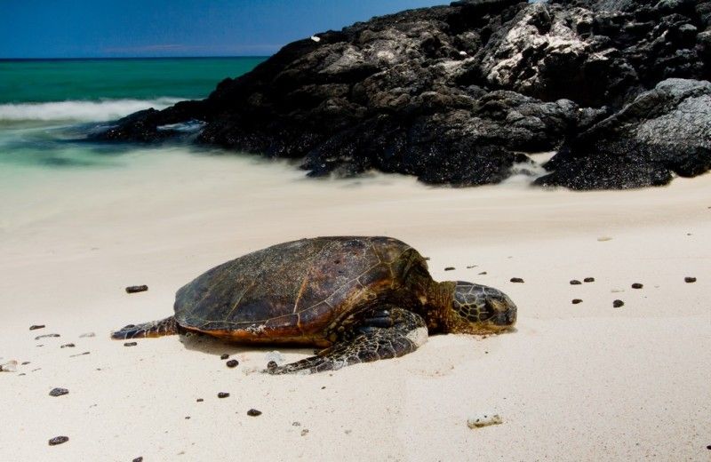 IMAGE: http://img.photobucket.com/albums/v259/Tasiamay/Hawaii/IMG_5472.jpg