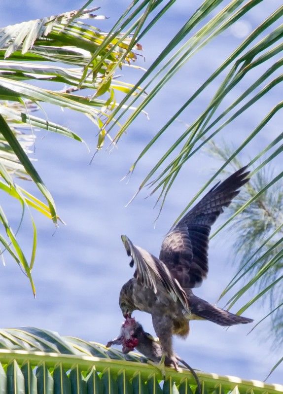 IMAGE: http://img.photobucket.com/albums/v259/Tasiamay/Hawaii/IMG_5851.jpg