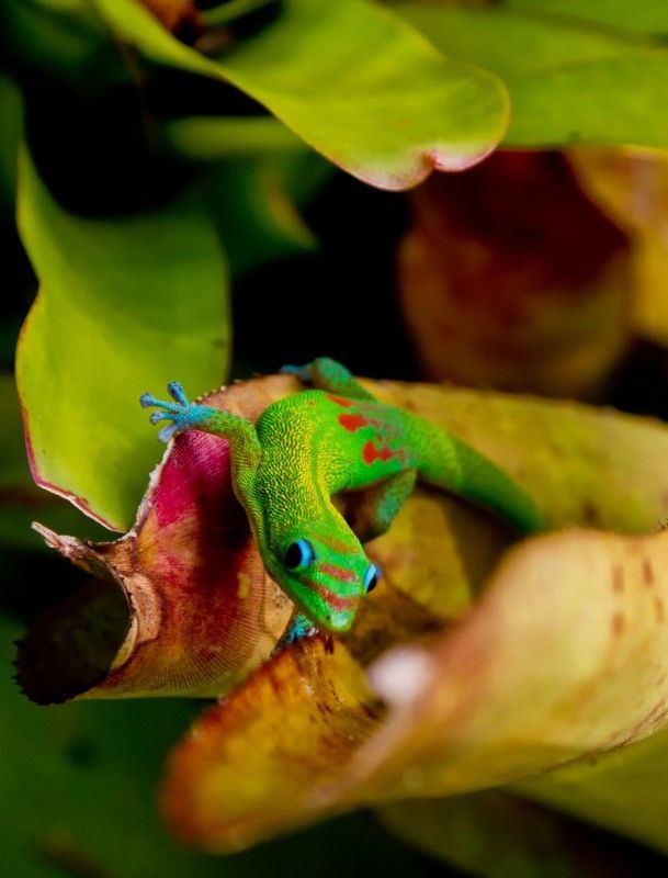 IMAGE: http://img.photobucket.com/albums/v259/Tasiamay/Hawaii/IMG_5969.jpg