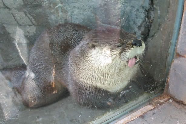 otter_hurr.jpg