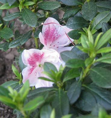 Pink Lace azalea