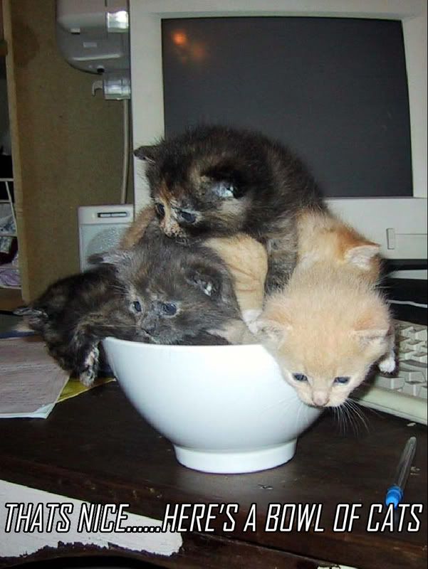 bowl_of_cats.jpg