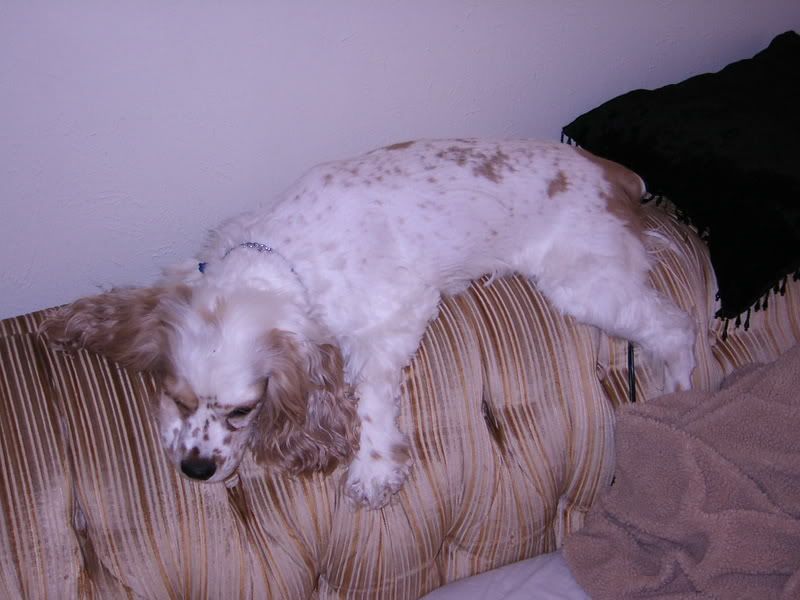 Image hosted by Photobucket.com