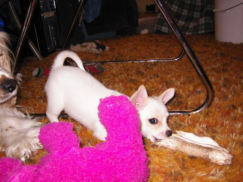 Image hosted by Photobucket.com