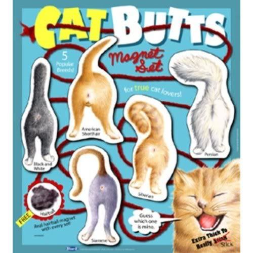 cat butts