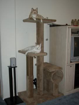 cat tree