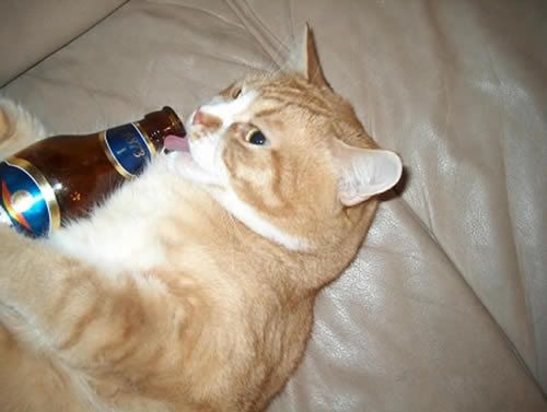 cat20drinking20beer.jpg