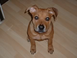 Beagle Pitbull Puppy