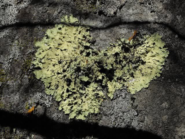 heart lichen