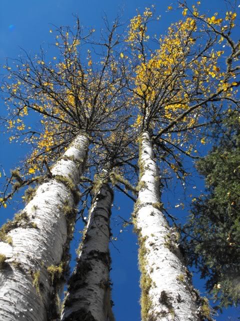 birch on blue