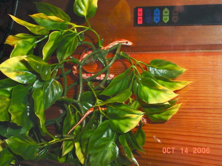 DSC02432.jpg