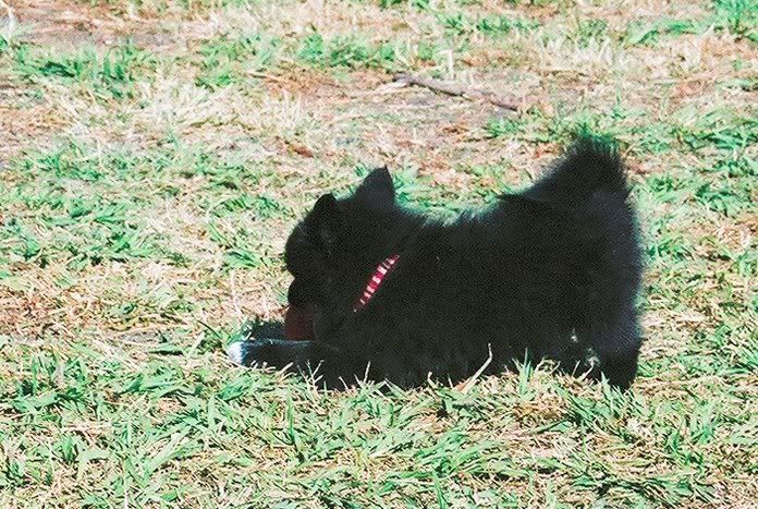 Pounce! Pounce!