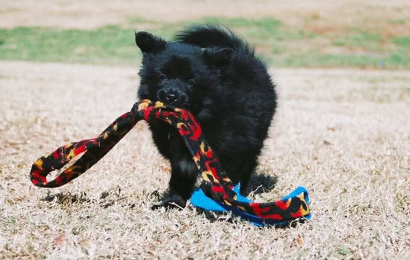 9 weeks old with her tug