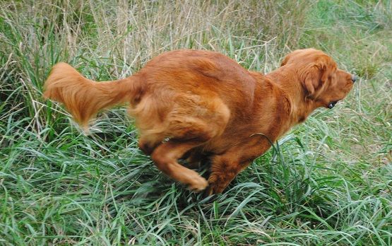 golden retriever limping sammy 10 months update on limping and skin issues golden retrievers golden golden retriever limping sammy 10 months update on limping and skin issues golden retrievers golden
