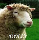 Dolly.jpg