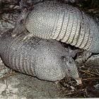 armadillo3.jpg