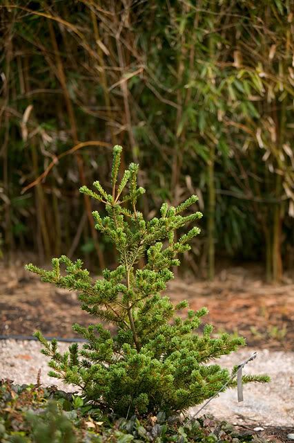 PinusParvifloraActoGoyoHabit2.jpg Pinus parviflora 'Acto Goyo' image by Cultivar