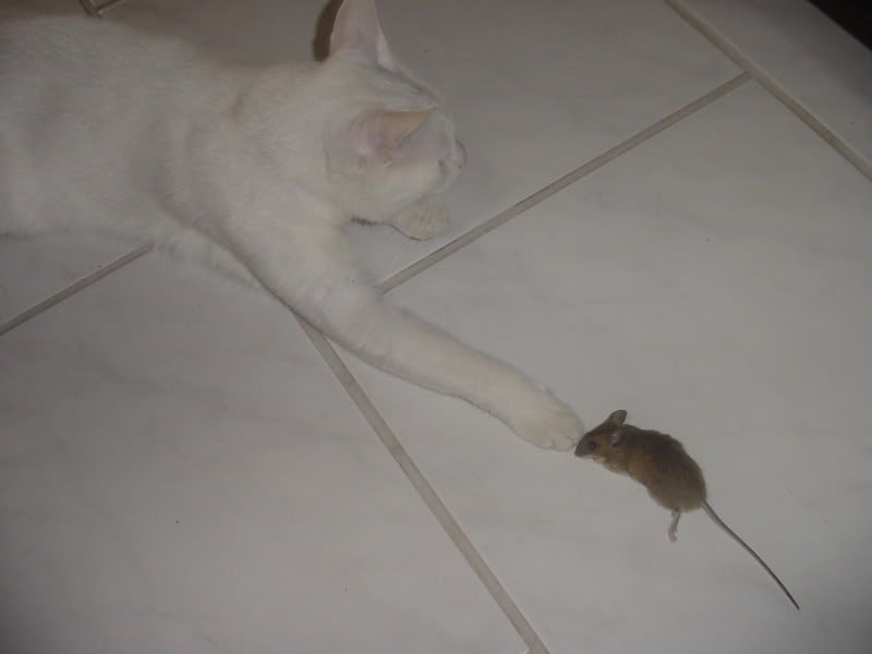DSC02368.jpg