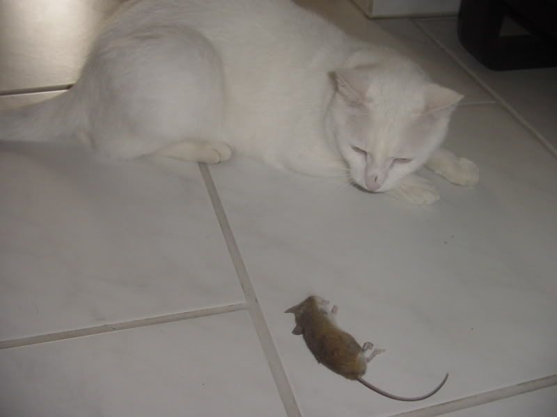 DSC02370.jpg