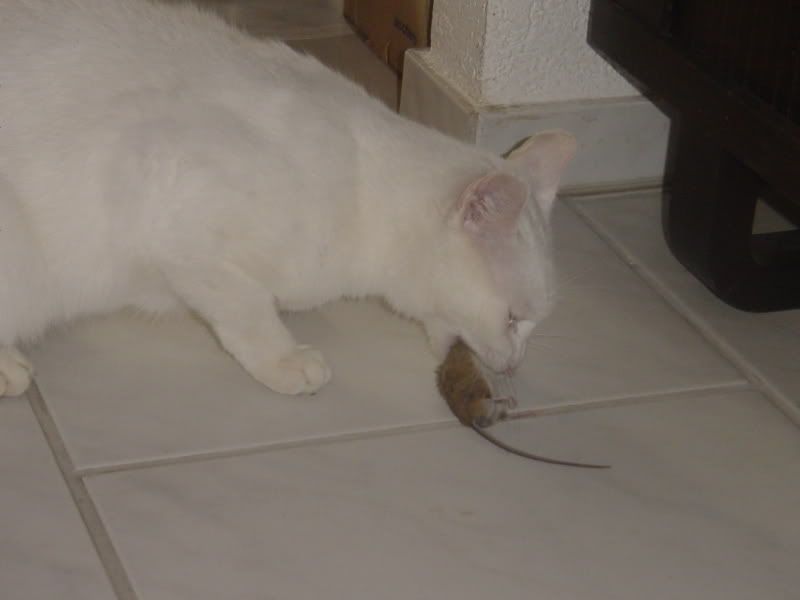 DSC02371.jpg