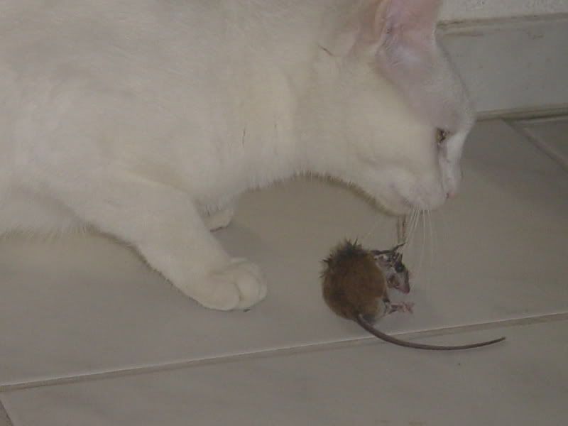 DSC02372.jpg