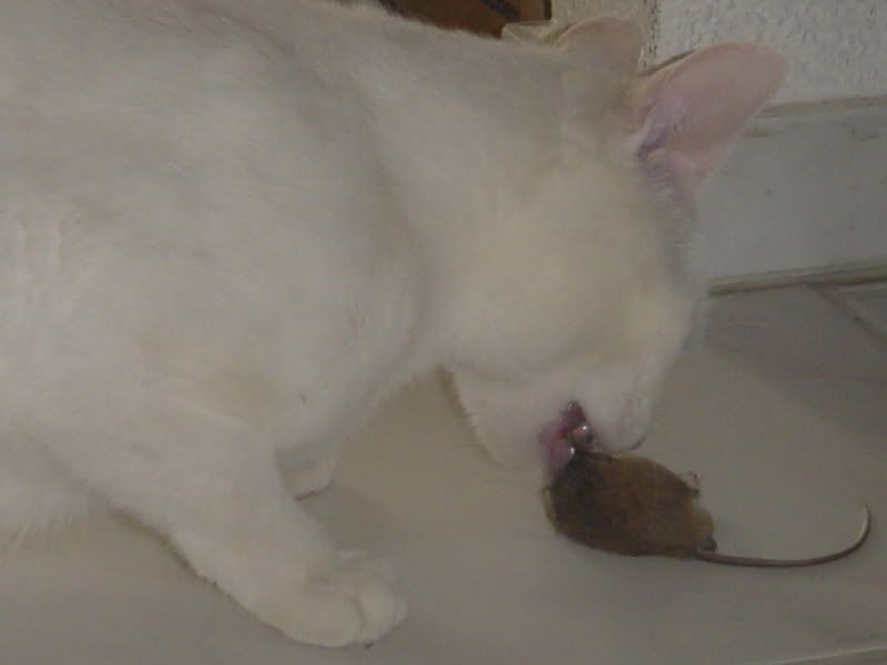 DSC02373.jpg