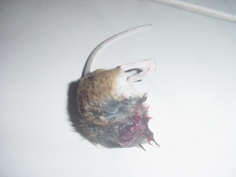 DSC02374.jpg