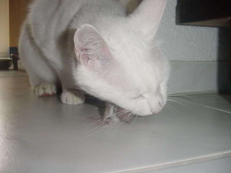 DSC02376.jpg