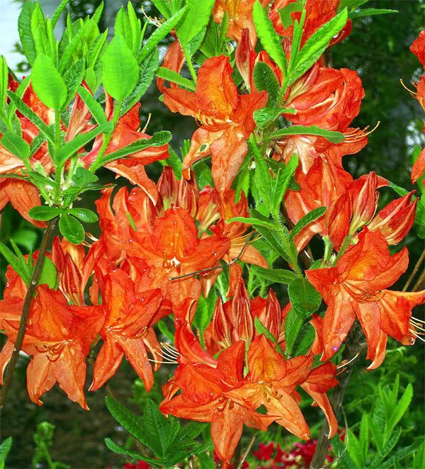 Azalea-Mollis.jpg