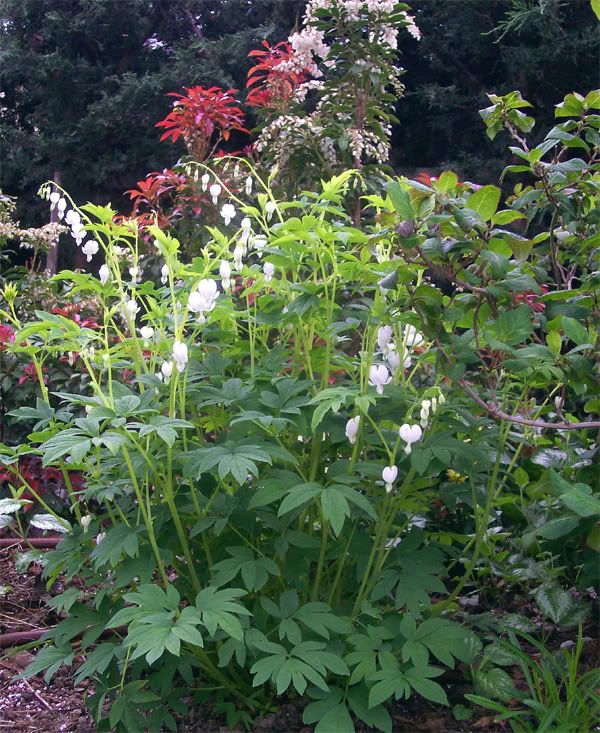 Dicentra-spectabilis-alba.jpg